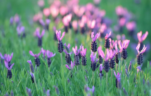 Field, grass, flowers, meadow, lavender