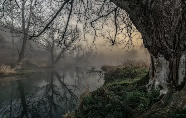 Autumn, fog, river, tree