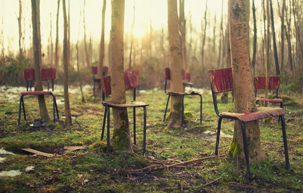 Picture forest, trees, chairs, the situation