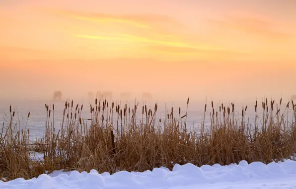 Winter, morning, Utah, USA, Heber Valley