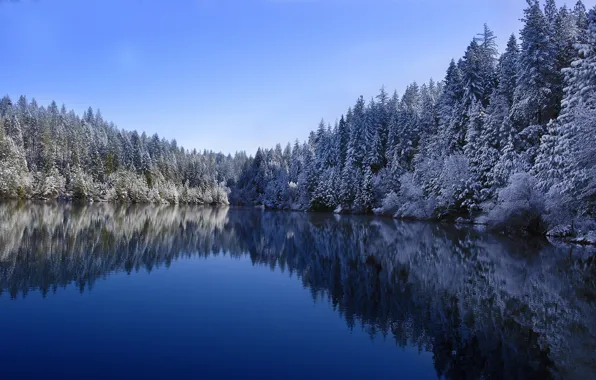 Picture white, winter, cold, forest lake