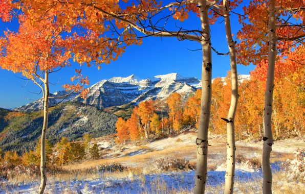 Picture autumn, forest, leaves, snow, trees, mountains, yellow