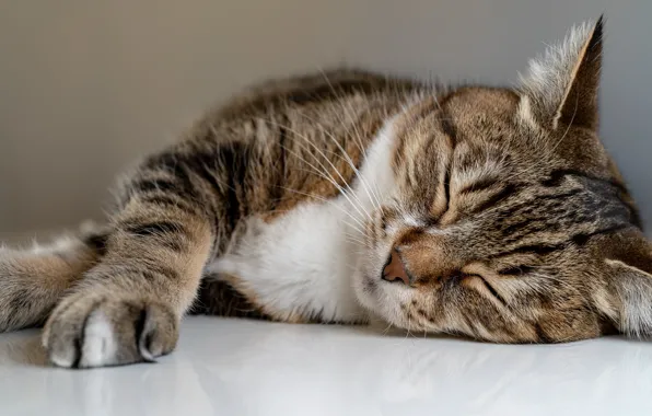 Wallpaper cat, lies, sleeping