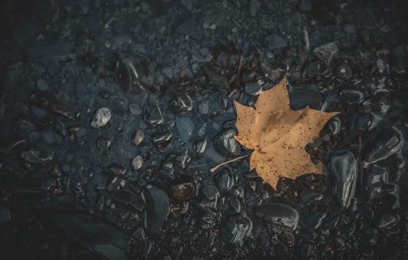 Picture nature, macro, water and leaf