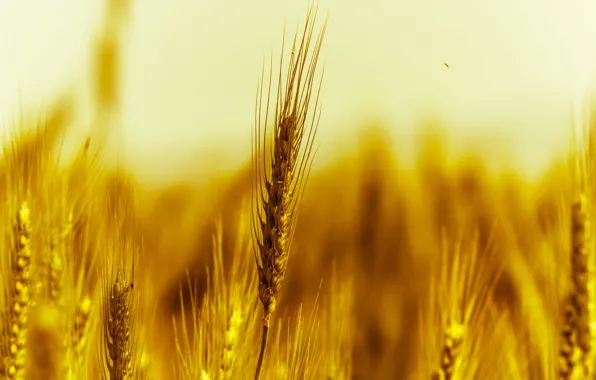 Wheat, field, macro, yellow, nature, background, widescreen, Wallpaper