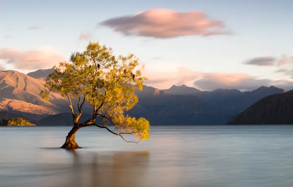 Picture clouds, mountains, birds, lake, tree, New Zealand, Otago, Wanaka