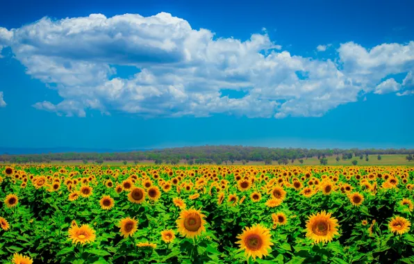 Picture field, the sky, clouds, sunflowers, horizon
