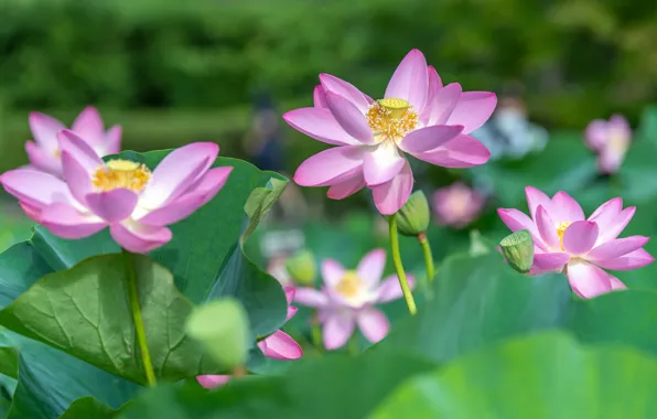 Leaves, flowers, nature, Lotus