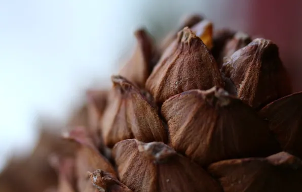 Macro, background, bumps, cedar