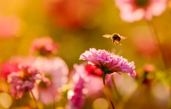 Picture flower, nature, bee