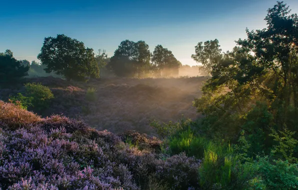Picture rays, trees, dawn, morning, Netherlands, Netherlands, Heather, National Park Veluwezoom