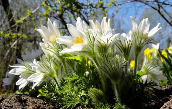 Picture macro, spring, sleep-grass, anemone