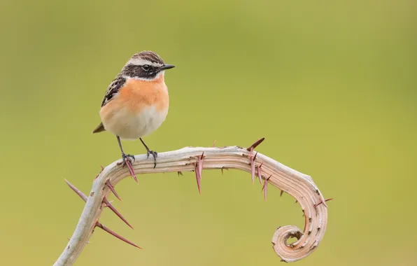 Branch, barb, bird