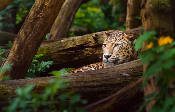 Look, face, leaves, trees, nature, pose, leopard, logs