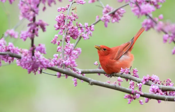 Picture branches, background, bird, flowering, Scarlet piranga