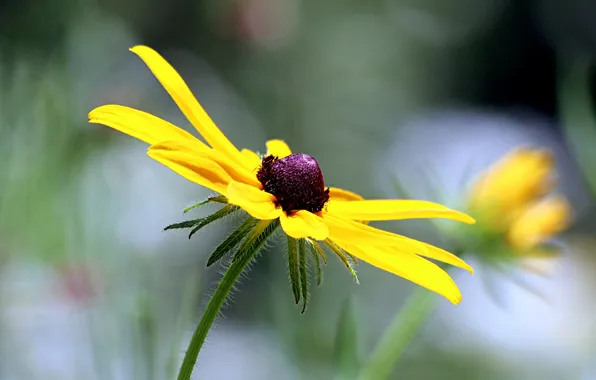 Flower, yellow, background, rudbeckia