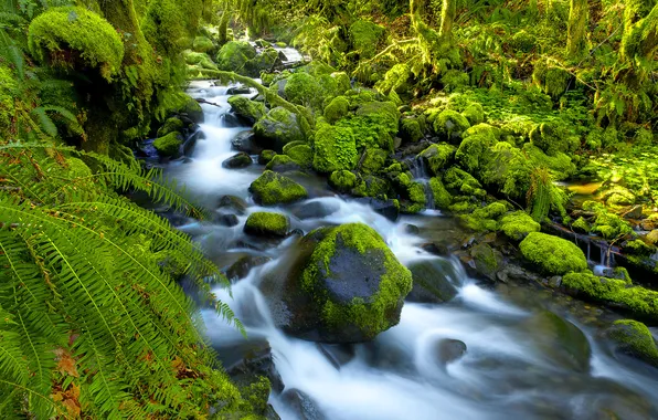 Forest, river, stones, moss, fern