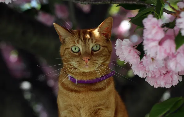 Cat, look, flowers