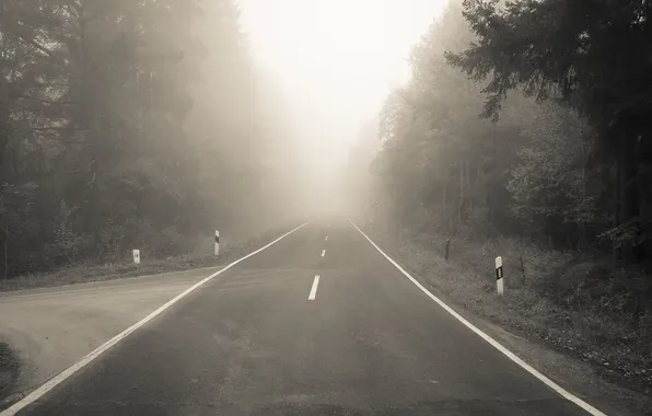 Picture road, forest, fog, markup, turn