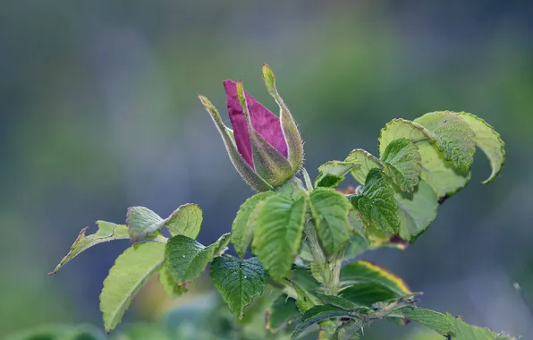Picture leaves, pink, rose, Bud