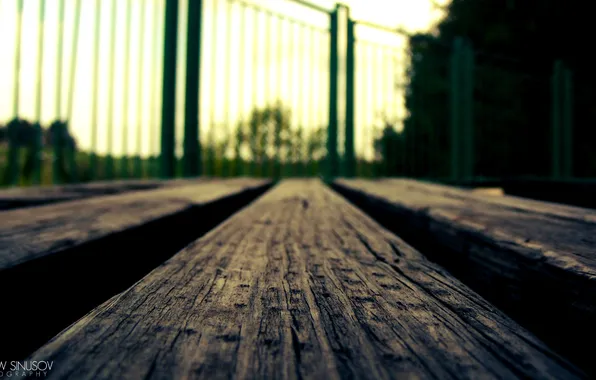 Trees, bench, in the city