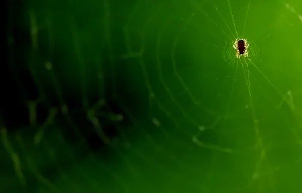 Picture web, spider, micro, super macro
