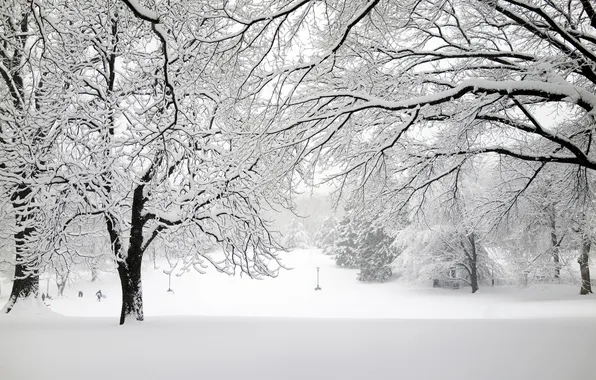 Winter, snow, trees, branches, nature, Park