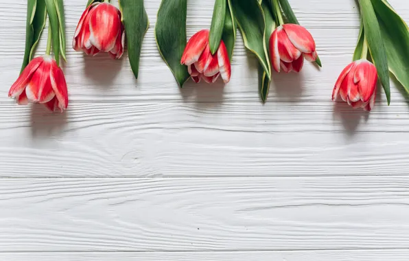 Picture flowers, tulips, red, red, fresh, wood, flowers, beautiful