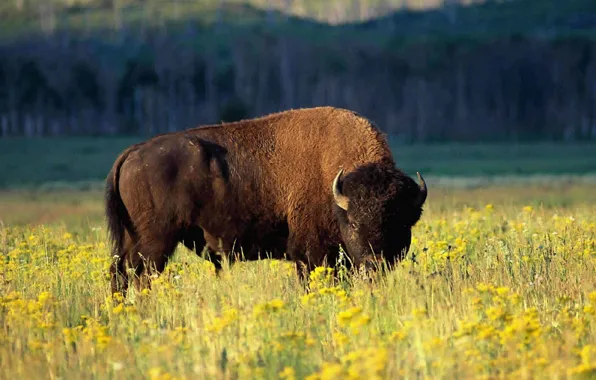 Picture power, animal, wildlife, strong, Bison, north america