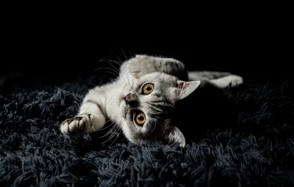 Cat, look, pose, kitty, grey, portrait, legs, pile