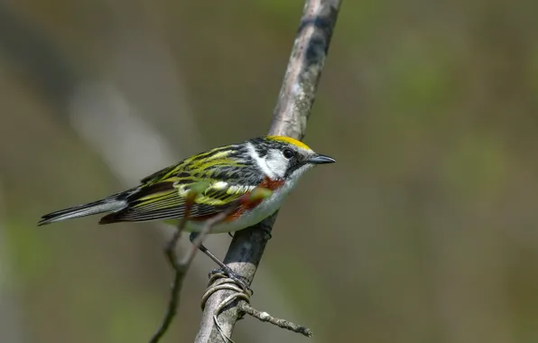 Picture branches, bird, bokeh, Chestnut-sided Warbler