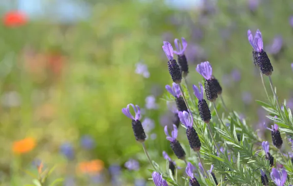 Flowers, background, blur, lilac