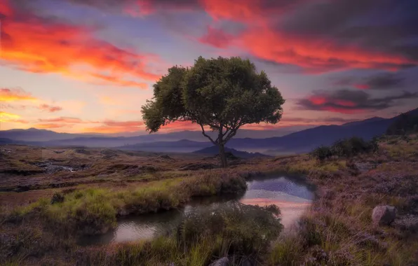 Summer, grass, clouds, sunset, mountains, lake, tree, shore