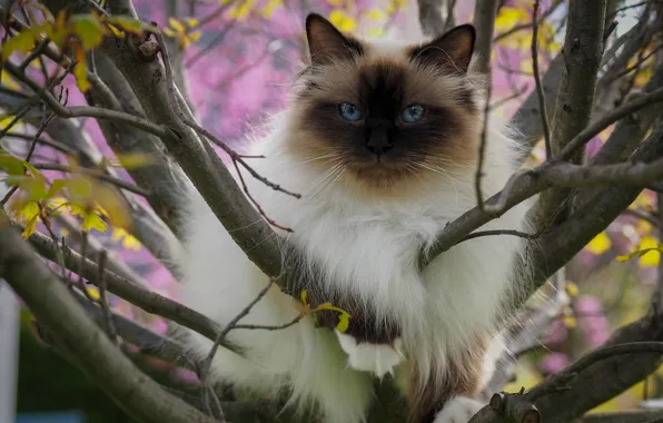 Cat, cat, look, leaves, trees, branches, nature, pose