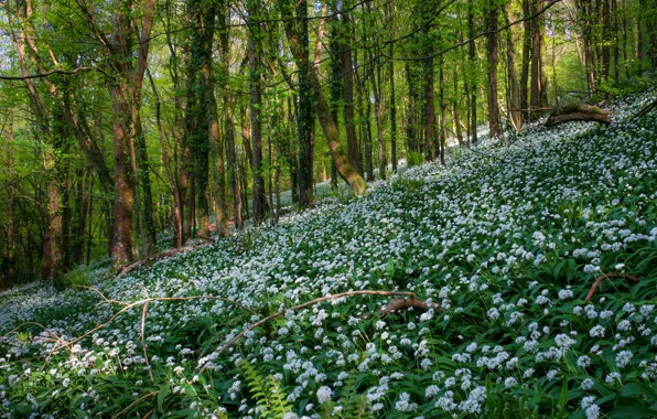 Picture forest, trees, flowers, spring, slope