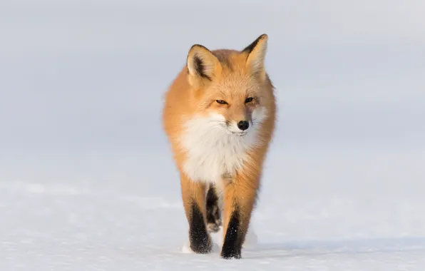 Winter, look, snow, nature, Fox, the snow, red, walk