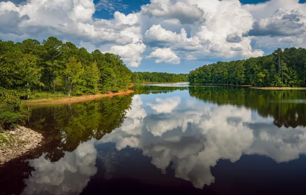 Forest, clouds, reflection, pond, water surface