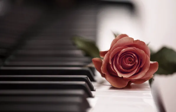 Picture music, rose, piano