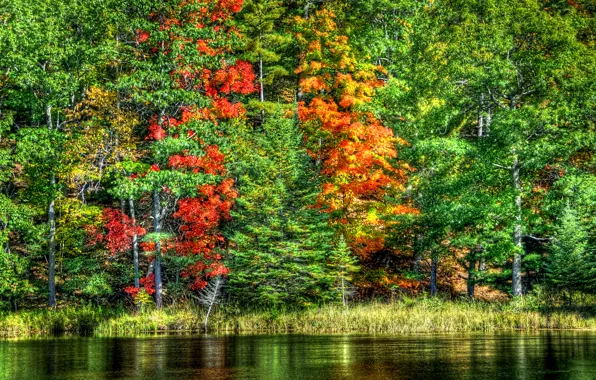 Autumn, forest, water, trees, landscape, nature, lake