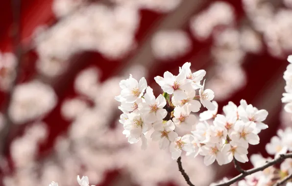 Flowers, cherry, branch, spring, Sakura, white, flowering, bokeh