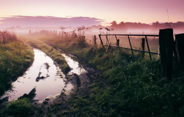 Road, nature, fog, morning