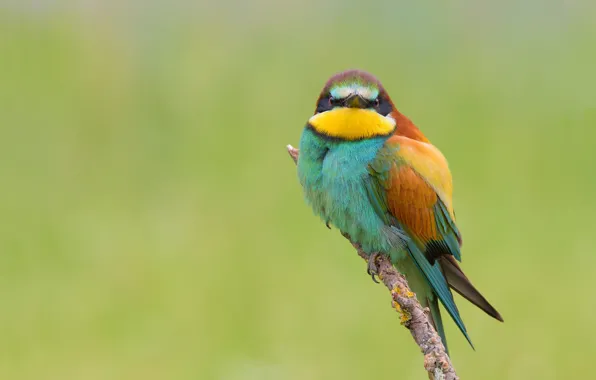 Picture bird, branch, European bee-eater