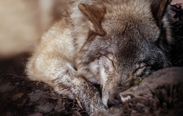 Grey, wolf, wool, sleeping