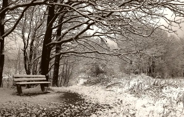 Bench, Winter, Sepia