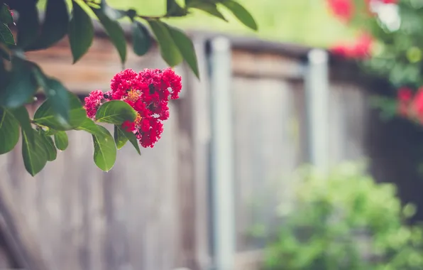 Leaves, trees, flowers