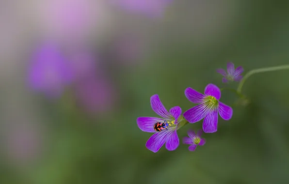 Macro, flowers, background, plant