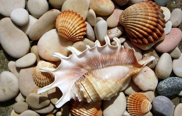 Picture nature, stones, shell, sea world