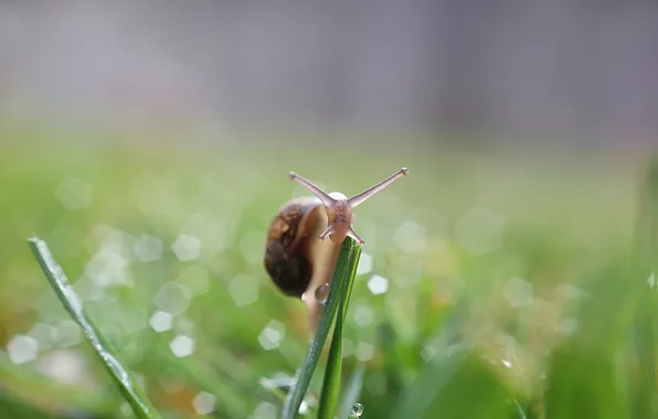 Picture nature, background, snail