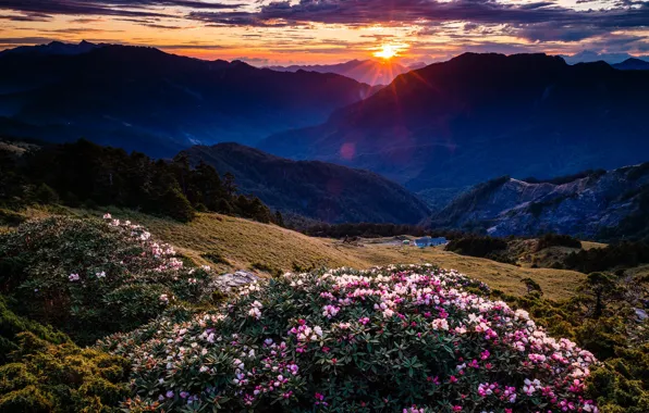 Picture the sky, the sun, rays, trees, landscape, sunset, flowers, mountains