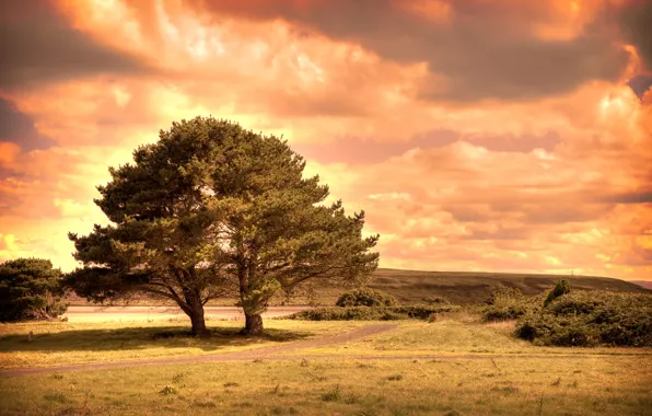 Trees, road, hill, two in one